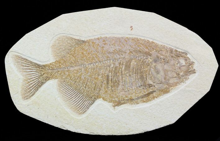 Phareodus Fossil Fish - Uncommon Species #58767